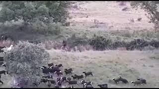 Mastina Española protegiendo al ganado de un jabalí,Gimena de Castilluelo.