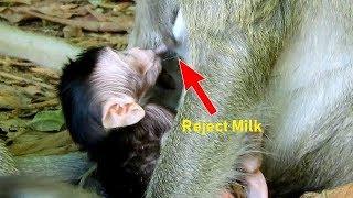 Poor new baby monkey no milk, Baby Opie much hungry mom reject milk many time