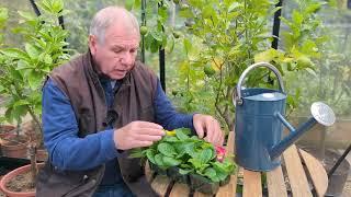 How often should I water primroses? | www.garden.help