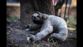 25 fascinating facts about the adorable Pygmy Three-Toed Sloth