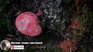 Fistuline hépatique ou langue de boeuf (Fistulina hepatica) - champignon comestible