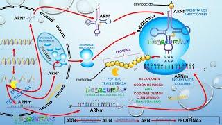 TRANSCRIPCIÓN DEL ADN Y REPLICACIÓN DEL ARN