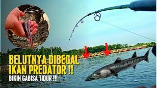 Casting pake Belut Sawah ‼️ Fishing for barracuda until the rod bends | use eel bait , spot casting