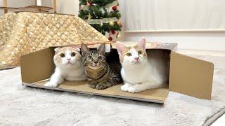 クリスマスに猫用こたつをプレゼントしたら猫たちがまさかのこうなっちゃいました…