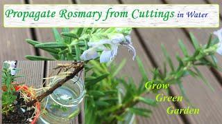 Propagate rosemary cuttings in water