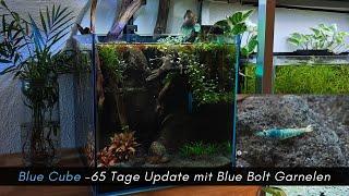 Projekt Blue Cube -Standzeit 65 Tage ; Die Blue Bolt Garnelen sind endlich eingezogen! #aquarisitk