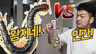 왕지네 VS 인간! 맨손으로 왕지네를 채집하라!