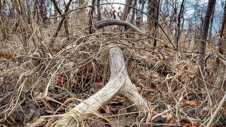 BIG ELK SHED!