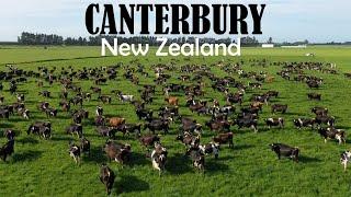 Tour Of Kerry's 540 Cow Canterbury Dairy Farm