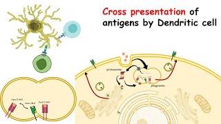 Cross-presentation of exogenous antigen (MHC cross-presentation by dendritic cells)