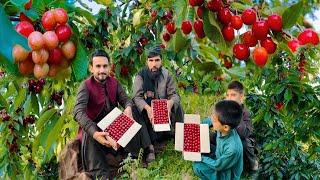 Afghan Gilas Cherry | Shamali Kabul | افغان شاه الو | گیلاس