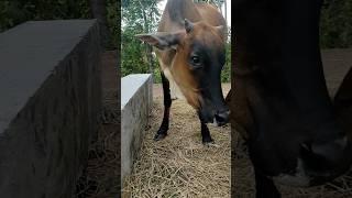 Cow sound #shorts #village #shortvideo #cowmooing #sapimoo