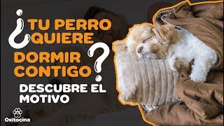 ¿Qué PASA cuando tu PERRO duerme CONTIGO?