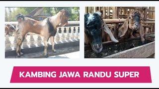 Kambing Jawa Randu Koleksi Kandang Suke Pangon Farm