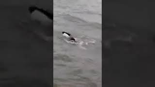 Swimming like a jet in big lake,  lake Victoria-East Africa, tried to go far in the middle of water.