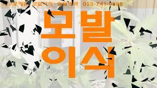 대구모발이식 대구모발이식병원 수술후기 찾는다면?[대구모제림 대구헤어라인교정] [대구모발이식센터]