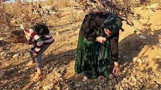 "Gathering Firewood: Bringing Firewood in the Mountain with Difficulty by Suzan and Narges"