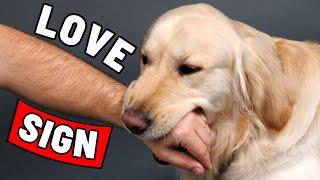 7 Signs That Your Dog Has Imprinted on You (Not Every Dog Owner)