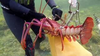 Freedive Spearfishing South West Australia | Crayfish