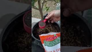 Fertilize Container Citrus Trees with these Tips - #shorts #gardening  #fruittrees #citrus