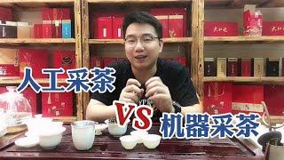 【漫仔说茶】采摘茶叶，人工采摘好还是机器采摘好？看完视频买茶不再花冤枉钱