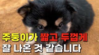 이 밖에 다른 부분에서도 탄돌이의 특성을 잘 물려받은 부분이 있습니다. | 진돗개 블랙탄 강아지 | 네눈박이 탄별이의 6마리 자견 강아지