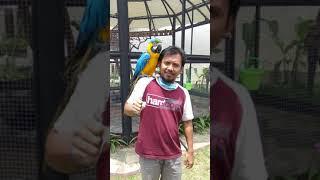 Mainin Burung Bikin tegang #short