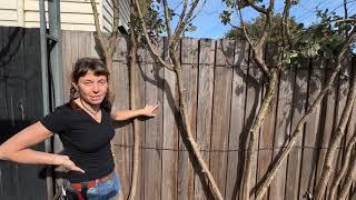 Fruiting Espalier Feijoa Experiment - Rejuvenation of 20 year old plants by pleaching