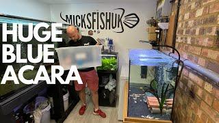 HUGE BLUE ACARA AND BICHIR ADDED TO MY FISH ROOM