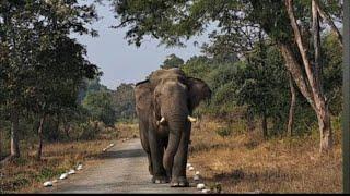 Rajaji National park Ranipur Haridwar Shivalik range Haridwar Jungle Safari 1-Jan-2023