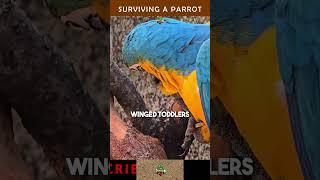 The Ultimate Guide to Surviving a Parrot! #parrots #parrotlovers #shorts