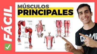  PRINCIPALES MÚSCULOS del CUERPO HUMANO (Fácil) Anatomía