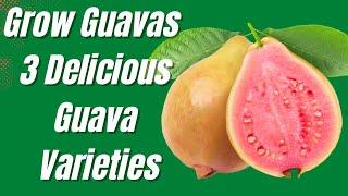 Grow Guavas - 3 Delicious Guava Varieties | Florida Food Forest