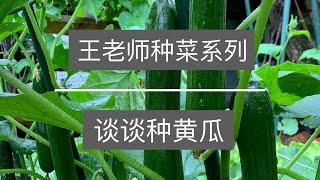 王老师种菜：谈谈种黄瓜