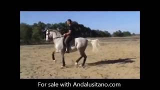 Lusitano in GP