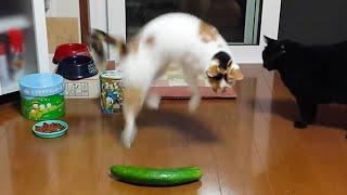 Cats vs Cucumbers! (A Compilation)