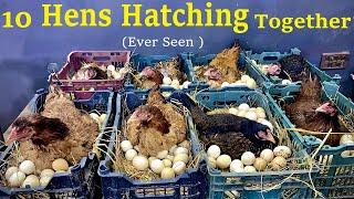 10 Aseel Hens Hatching Too Many Eggs to Chicks Together - Ever seen