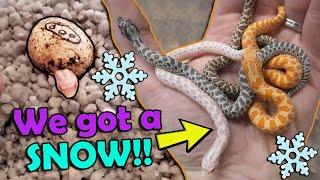 Baby Snow & Axanthic Hognoses Hatching!!