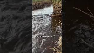 Frühlingsanserwachen️#shorts #viral #youtubeshorts #short #shortvideo #youtube #video #viralvideo