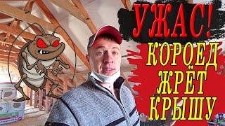 Шашель в НОВОЙ КРЫШЕ! Завелся короед в обработанной пропитками крыше! КАК????