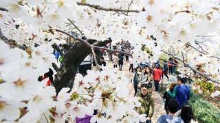 도심에서 즐기는 봄…여의도 벚꽃 축제 시작