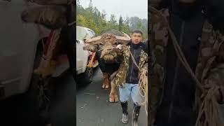 Giant Buffalo  / adu kerbau raksasa / tedong silaga / ควาย ຄວາຍ buffalo भैंस की लड़ाई chọi trâu