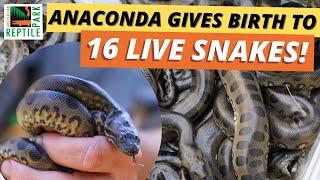 LIVE BIRTH Of 16 Green Anacondas At Australian Reptile Park