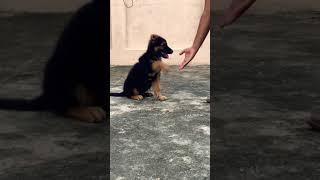 German shepherd  puppy learn sit and hello command‍#dog #germanshepherd #pets