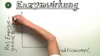 Enzyme und ihre Wirkung | Biologie | Humanbiologie