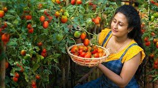 My Tomato Harvest Became a Delicious Traditional Dish for the New Year! | Poorna - The nature girl