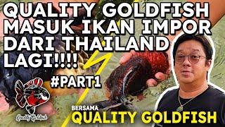 IKAN BARU!!! QUALITY GOLDFISH KEDATANGAN IKAN IMPOR DARI THAILAND!!! GEDE & BAGUS BANGET!!!