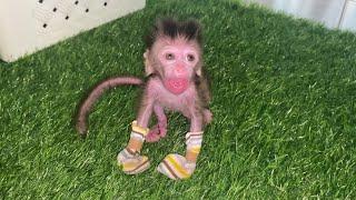 OMG.. VERY SMALL BABY MONKEYS EAT EVERYTHING GIVEN THEM