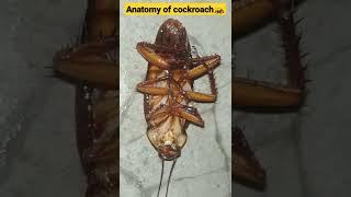 Anatomy of cockroach  #shorts #biology #neet #class11