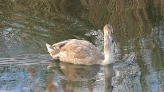 good Family of Mute Swans becoming adults Burwell Fen Wicken fen 27oct17 514p
